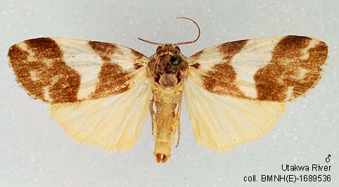 Papua Insects Foundation (Lepidoptera/Erebidae(Arctiinae)/Eugoa ...